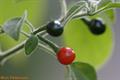 Capsicum galapagoense